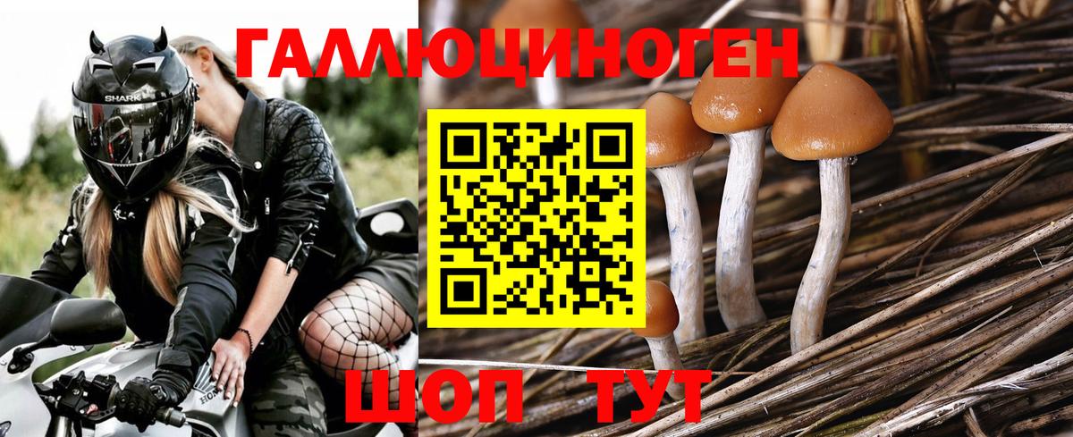 Галлюциногенные грибы Psilocybe Клинцы